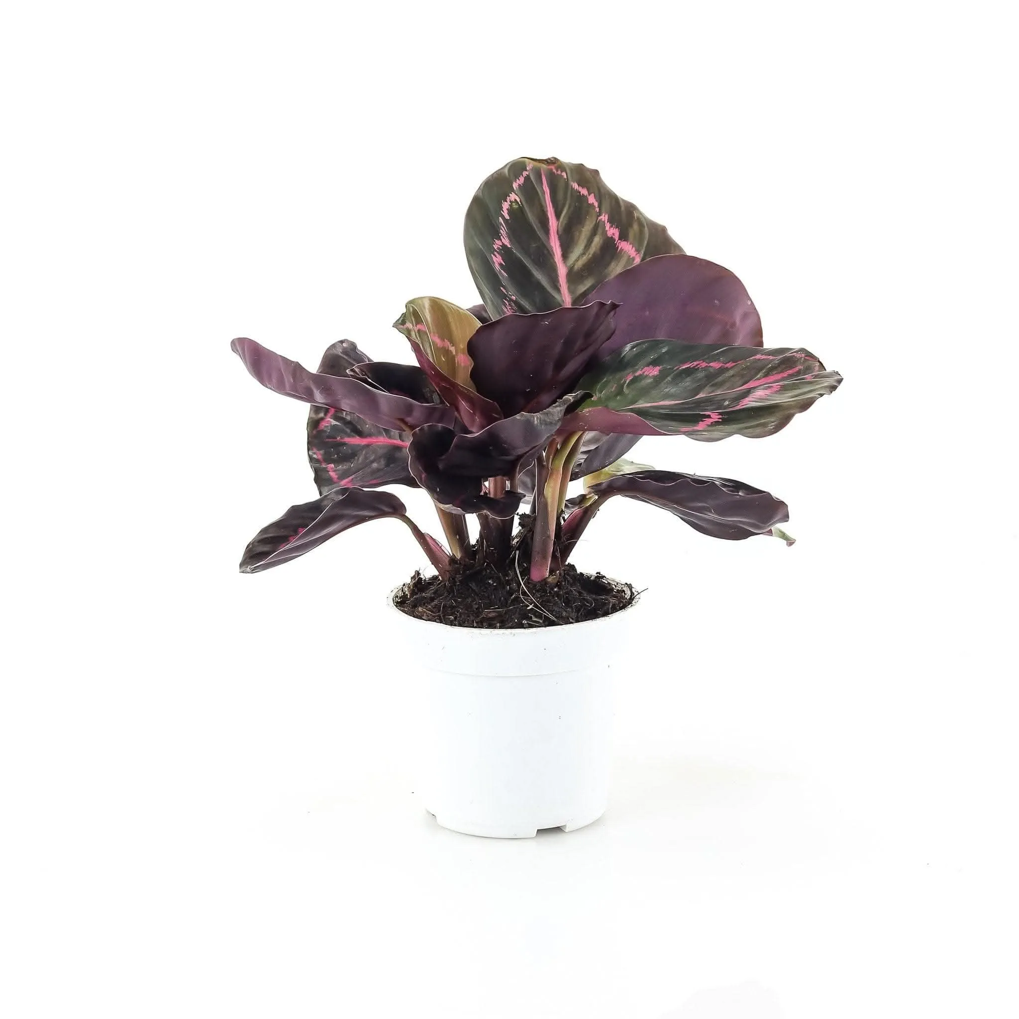 Calathea Dottie