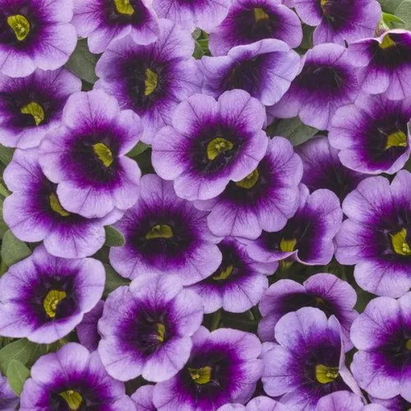 Calibrachoa Superbells Blue Moon Punch