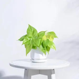 Diamond Ceramic White Pot | White | Plant Not Included