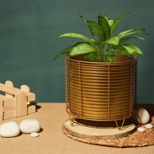 Golden Luxurious Black Net Planter | Plant Not Included