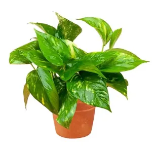 Golden Pothos