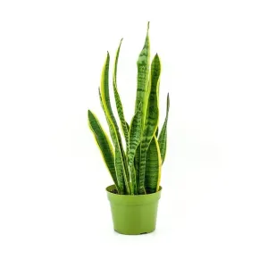 Laurentii Sansevieria Snake Plant