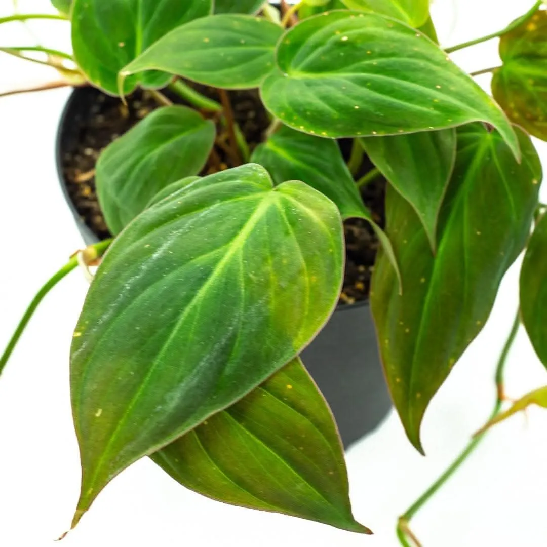 Philodendron Micans