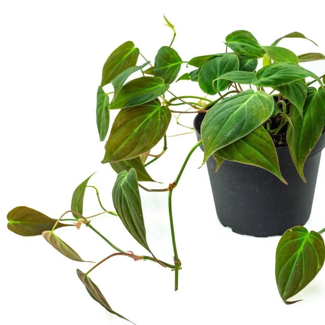 Philodendron Micans