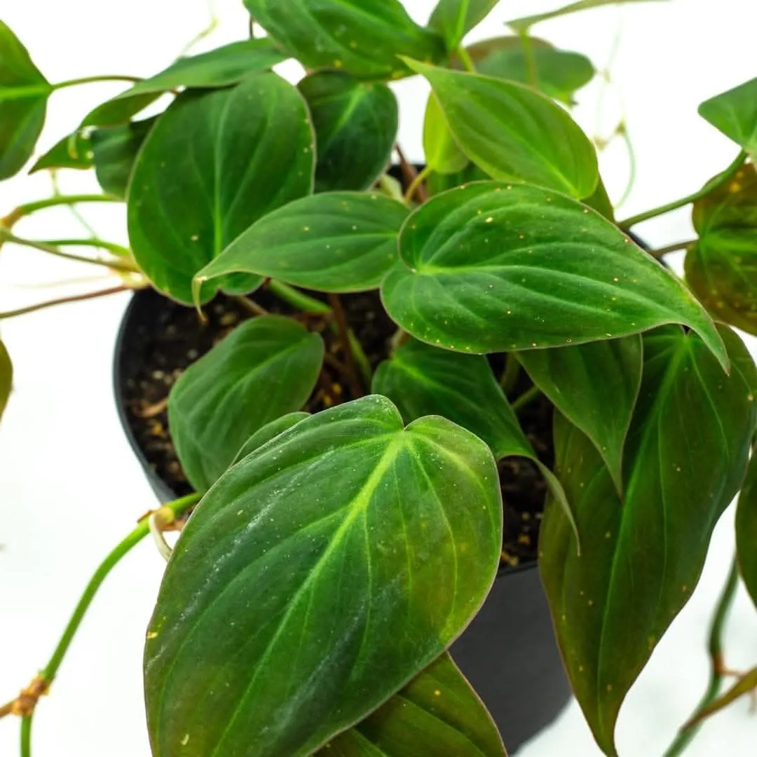 Philodendron Micans