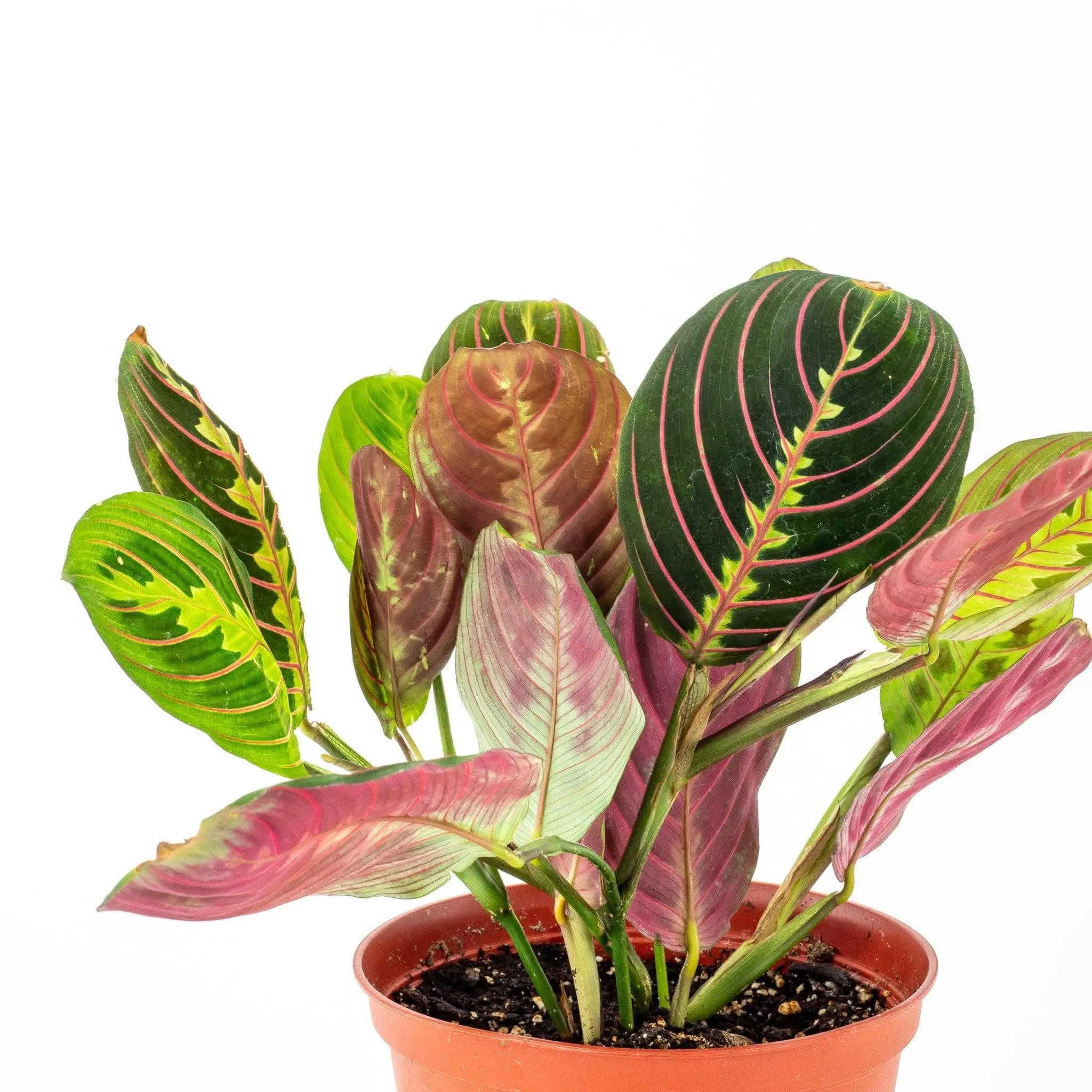 Red Prayer Plant