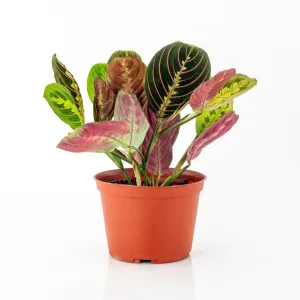 Red Prayer Plant