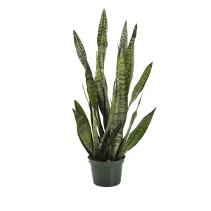 Snake Plant Sansevieria Zeylanica