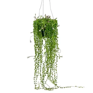 String of Pearls