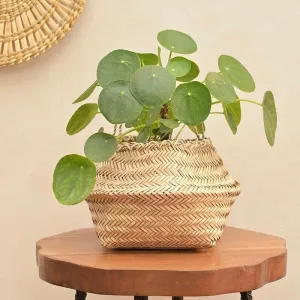 Ugaoo Sitalpati Planter - 25 CM