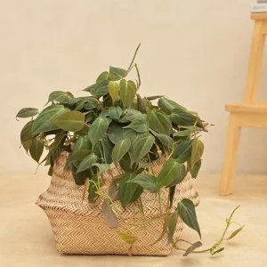 Ugaoo Sitalpati Planter - 28 CM