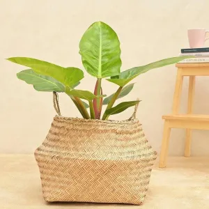 Ugaoo Sitalpati Planter - 38 CM